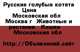 Русские голубые котята › Цена ­ 23 000 - Московская обл., Москва г. Животные и растения » Кошки   . Московская обл.